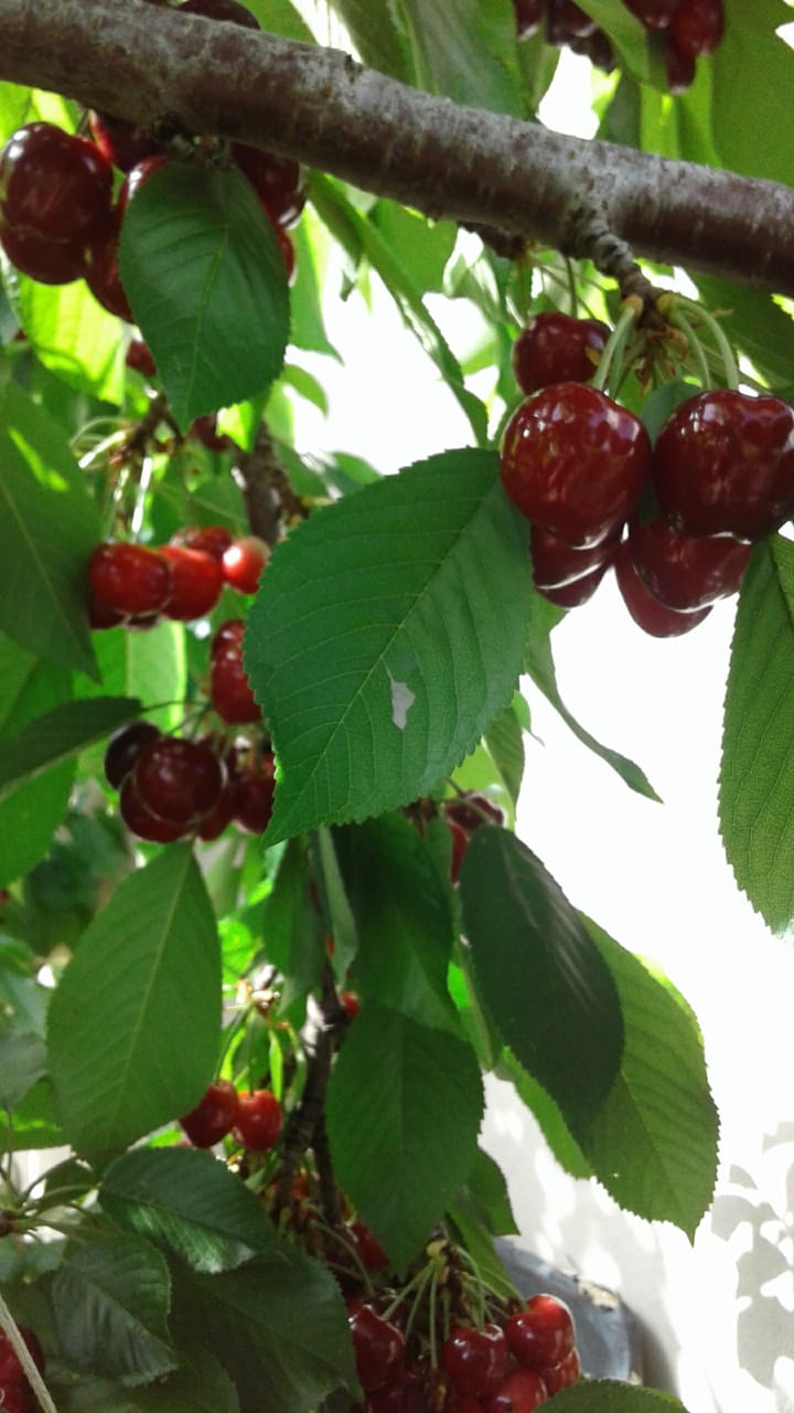 Cherry tree