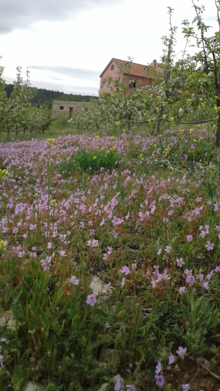 House with flowers