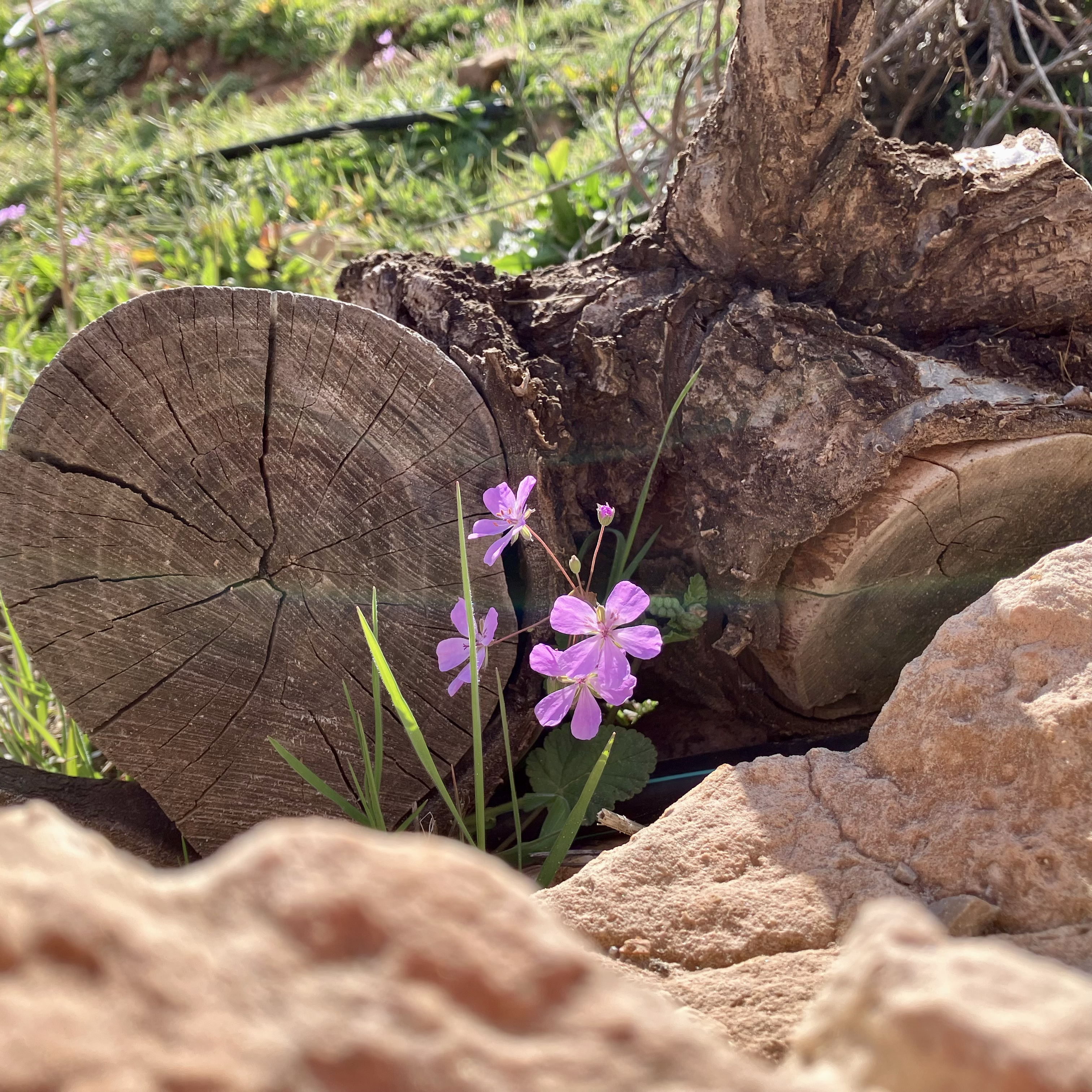 Log with flowers