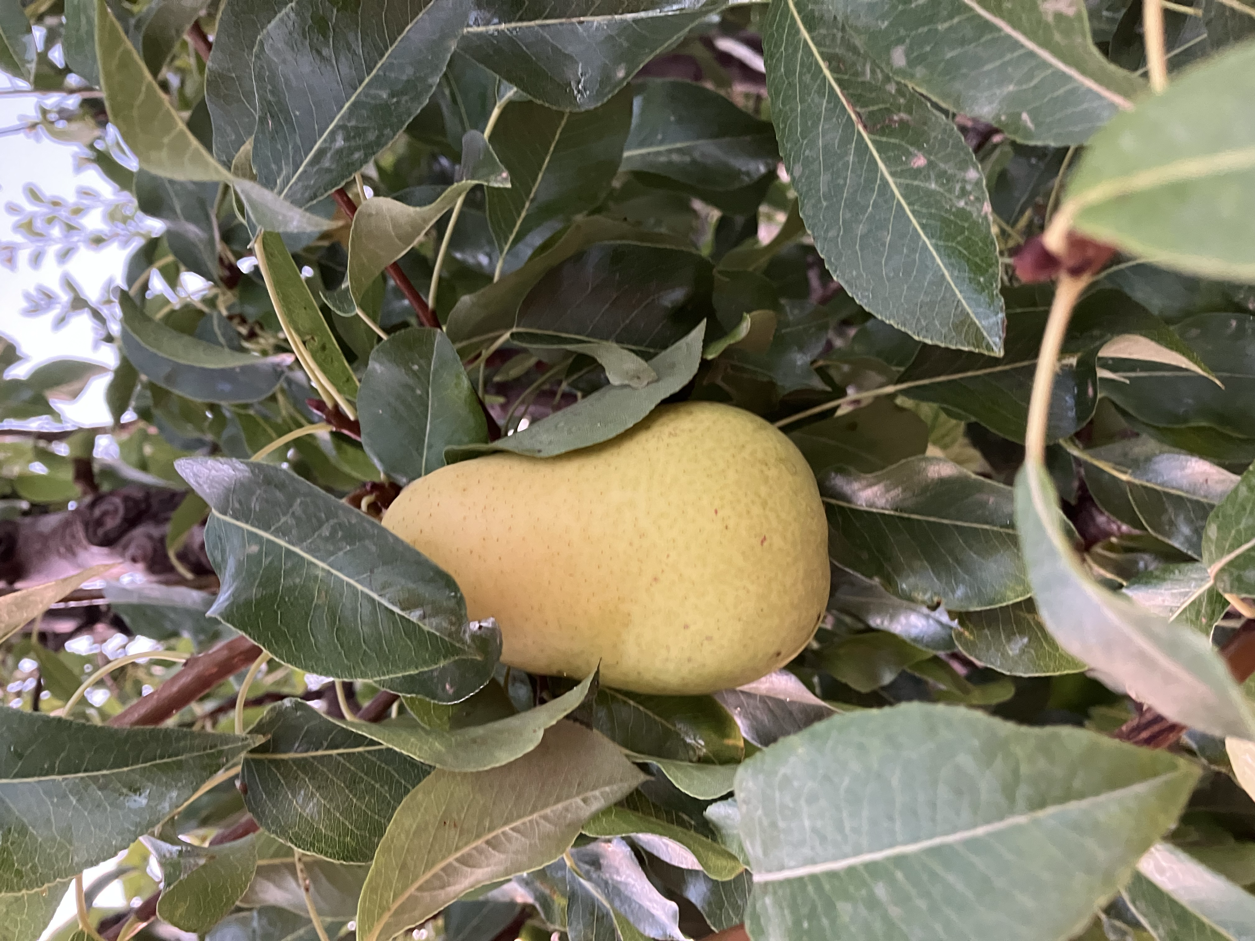 Pear tree