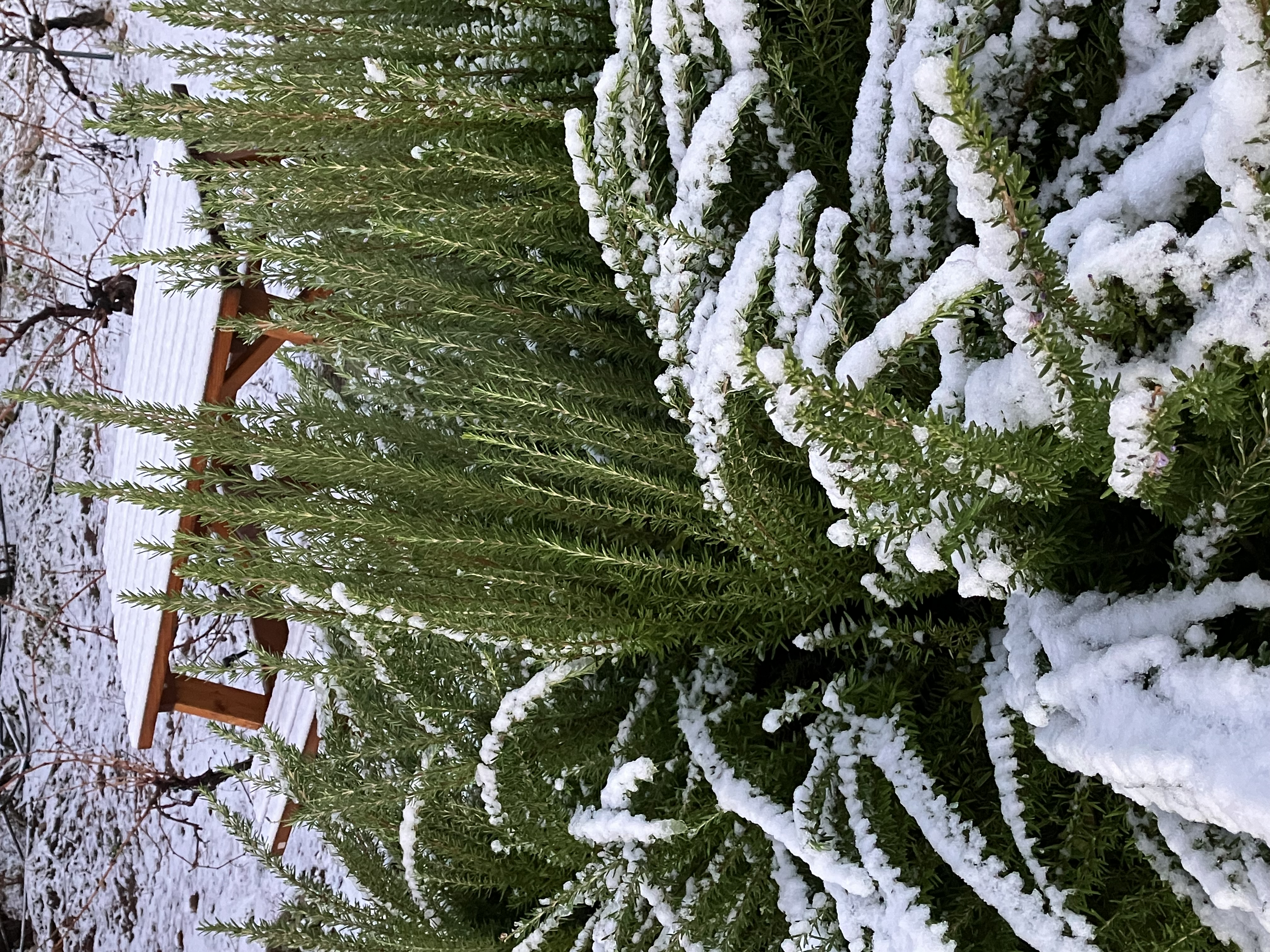 Rosmary herbs in the winter